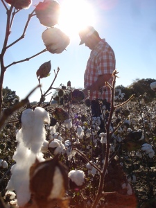 Jared checking cotton